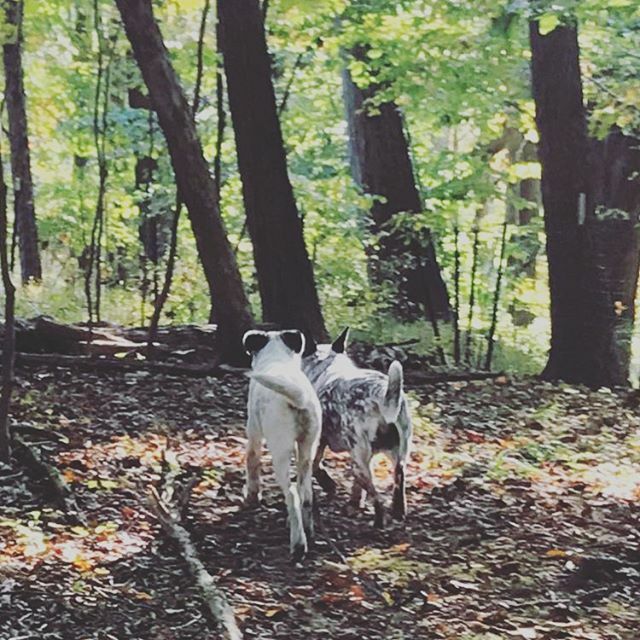 Opportunity Barks tweet media