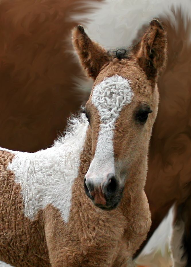 Rebecca Dart a Twitteren: "Friends, there be curly-coated horses! Bashkir Curly  horses. Them ears!… "