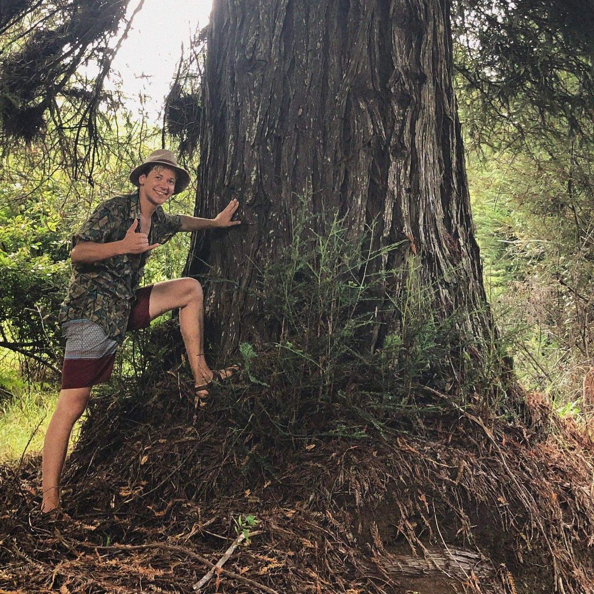 jonsteentrees's tweet photo. Coast Redwoods in Hawai’i?! Yes! Here’s Jonsteen-er Eliot Claasen with a mature Coast Redwood growing in Kauai’s Kōke’e State Park. Amazing!
#coastredwood #redwoods #redwoodtrees #planttrees #islandtrees #treesofhawaii #treesofkauai #kokeestatepark #assistedmigration #treetourism https://t.co/DFgfwIkfi2
