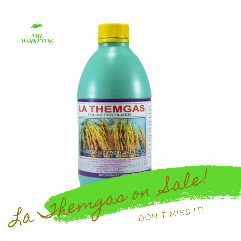 MarketingNml's tweet photo. NML Marketing's La themgas Foliar Fertilizer on Sale! La themgas is locally made from Valencia City, Bukidnon.  Increases your productivity and grow your crops into a healthy way. 

🏬Shop now: https://t.co/NIwUOQMAtI https://t.co/MrQjHH3prI