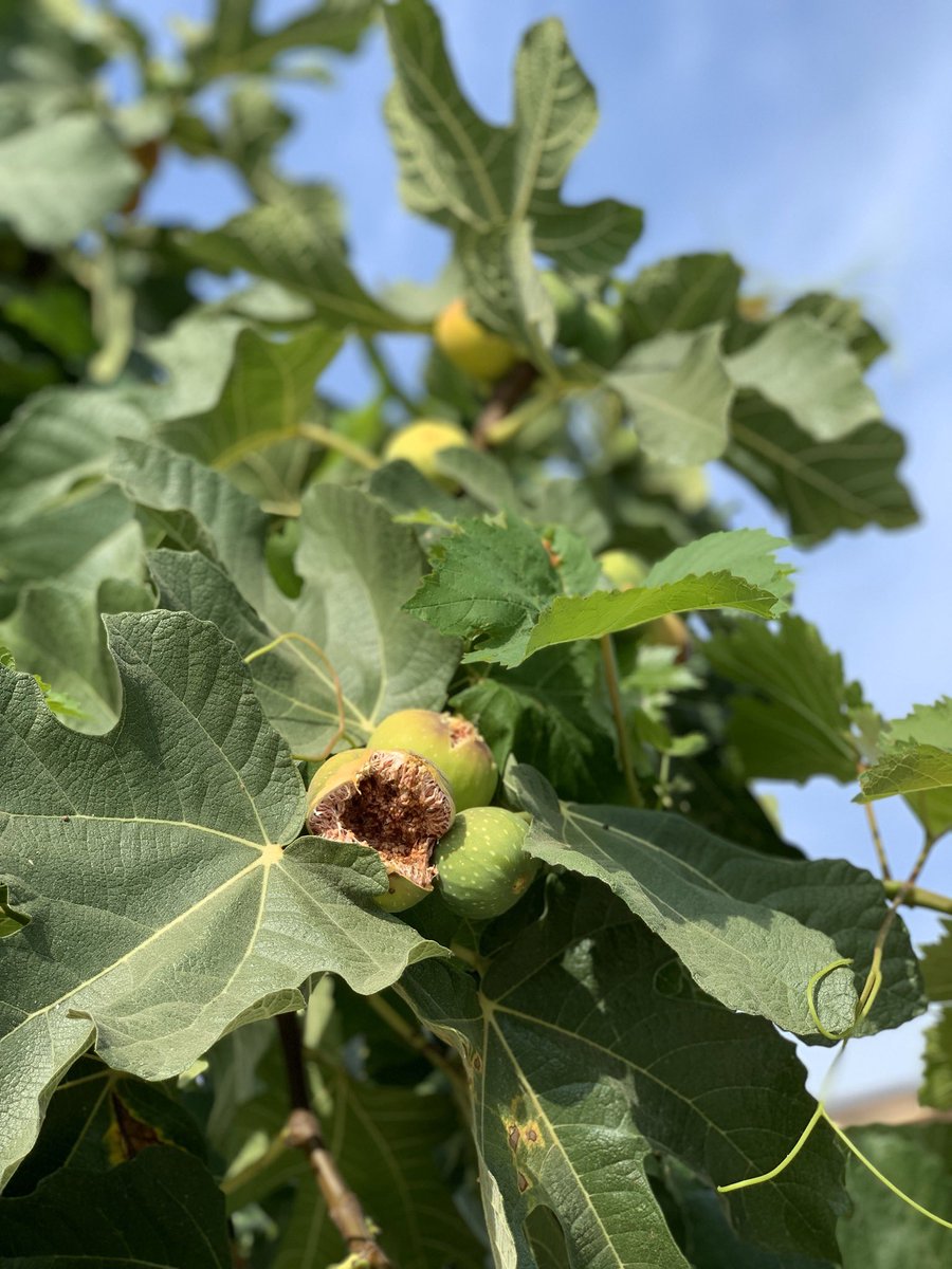 イタリアの強い太陽、乾いた夏は好きですが、旅行で訪れるなら秋はおすすめです? 
秋は良い、美しい季節です。(写真は夏ですが!) 