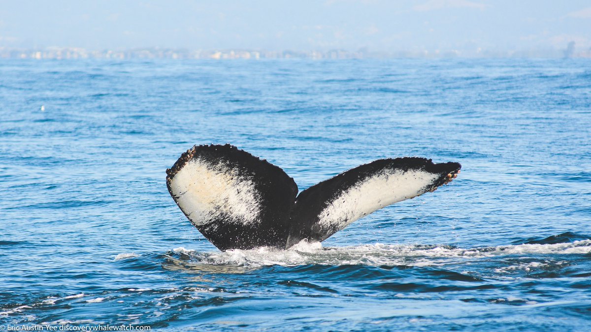 Fun day out on the bay with plenty of Humpback Whales! - discoverywhalewatch.com/october-1-riss…