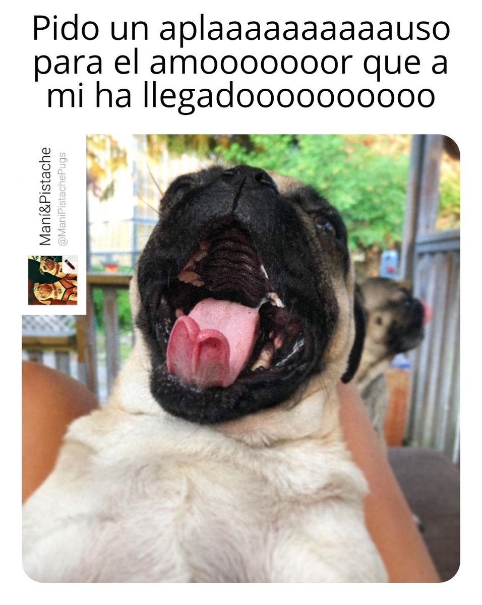 ManiPistachePug's tweet photo. Te vamos a extrañar Pepe Pepe 😭😭😭
#Puglove #Puglife #Pugs #Pug #PugsFan #pugsoftwitter #pugsofinstagram #pugsnotdrugs #MEMES #lomitos #momazos #PERROS https://t.co/TXtZbhlLKo