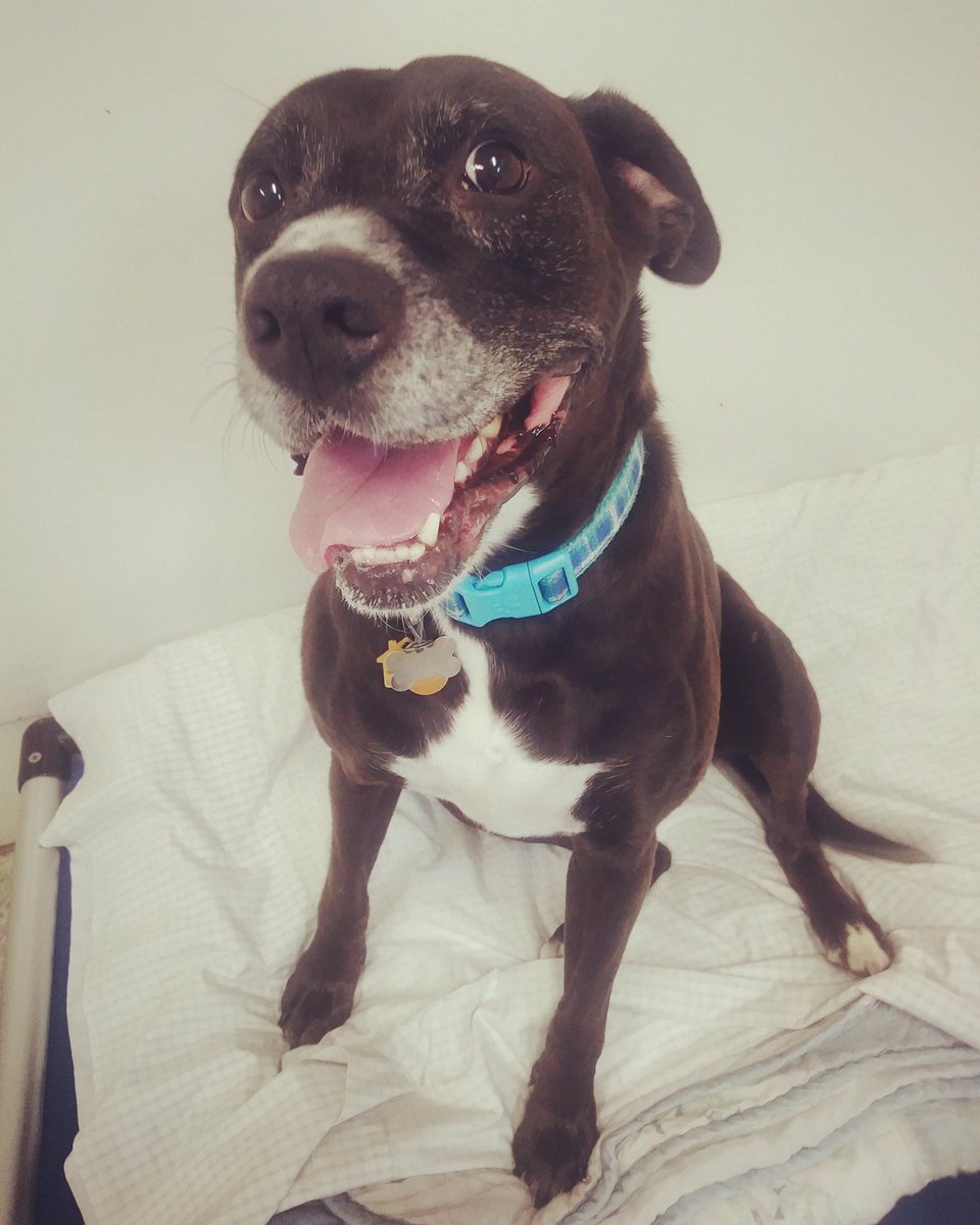 ABF_Rescue's tweet photo. Happy #NationalBlackDogDay from Sport! This wonderful 8 year old boy is still looking for a forever or foster home. Please retweet and help us find him a family! https://t.co/zqvxkPaSZg #kcmo #KansasCity #KC #indepmo https://t.co/4V2WuKYH79