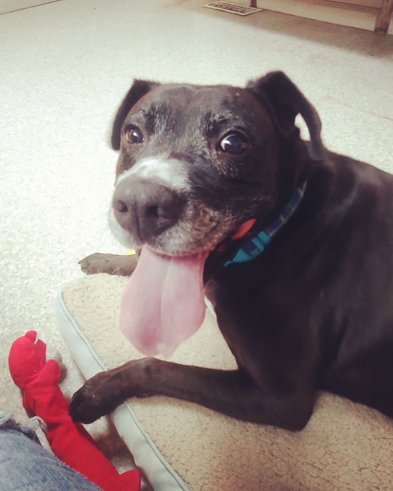 ABF_Rescue's tweet photo. Happy #NationalBlackDogDay from Sport! This wonderful 8 year old boy is still looking for a forever or foster home. Please retweet and help us find him a family! https://t.co/zqvxkPaSZg #kcmo #KansasCity #KC #indepmo https://t.co/4V2WuKYH79