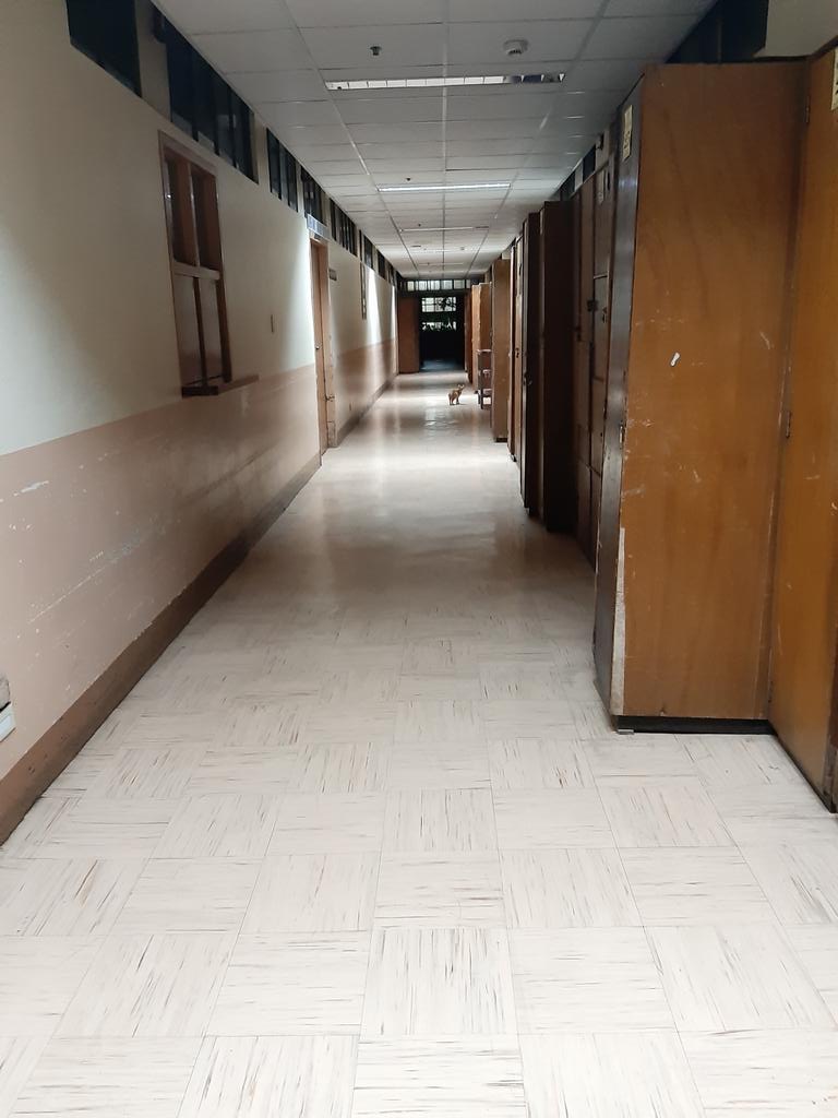 nikkiealora's tweet photo. Okay,saw a Neko!:'3 That creature looked back!!:'3 I'm not into cats,but he creepy,tho๐โจ๐ฑ๐ #octobercat #hospitalcat https://t.co/yxEeTh7635