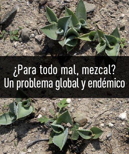 C3UNAM's tweet photo. #BoletinC3 No. 38/2019 Abril 04, 2019
La demanda global por mezcal ha puesto en riesgo la existencia de plantas y animales endémicos de México. 
Leer más: https://t.co/LtJy3icUmn
#ProyectosC3 #UCyD #C3 #UNAM #C3UNAM https://t.co/IYnGJBqZAr