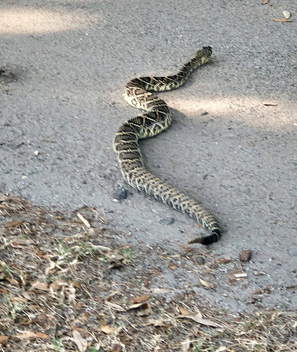may_high's tweet photo. Paris Island Marine Depot, 3 more wins, fantastic course, 23 &amp; 0. Congrats to Sydney Bowes Low medalist at 38. Scary rattle snake 🐍 on #2. Just saying, that Coach Grant, Coach Floyd and Coach Lanham, you and your teams are so much fun to compete with and ya’ll are first class. https://t.co/fAQq5aqxJB