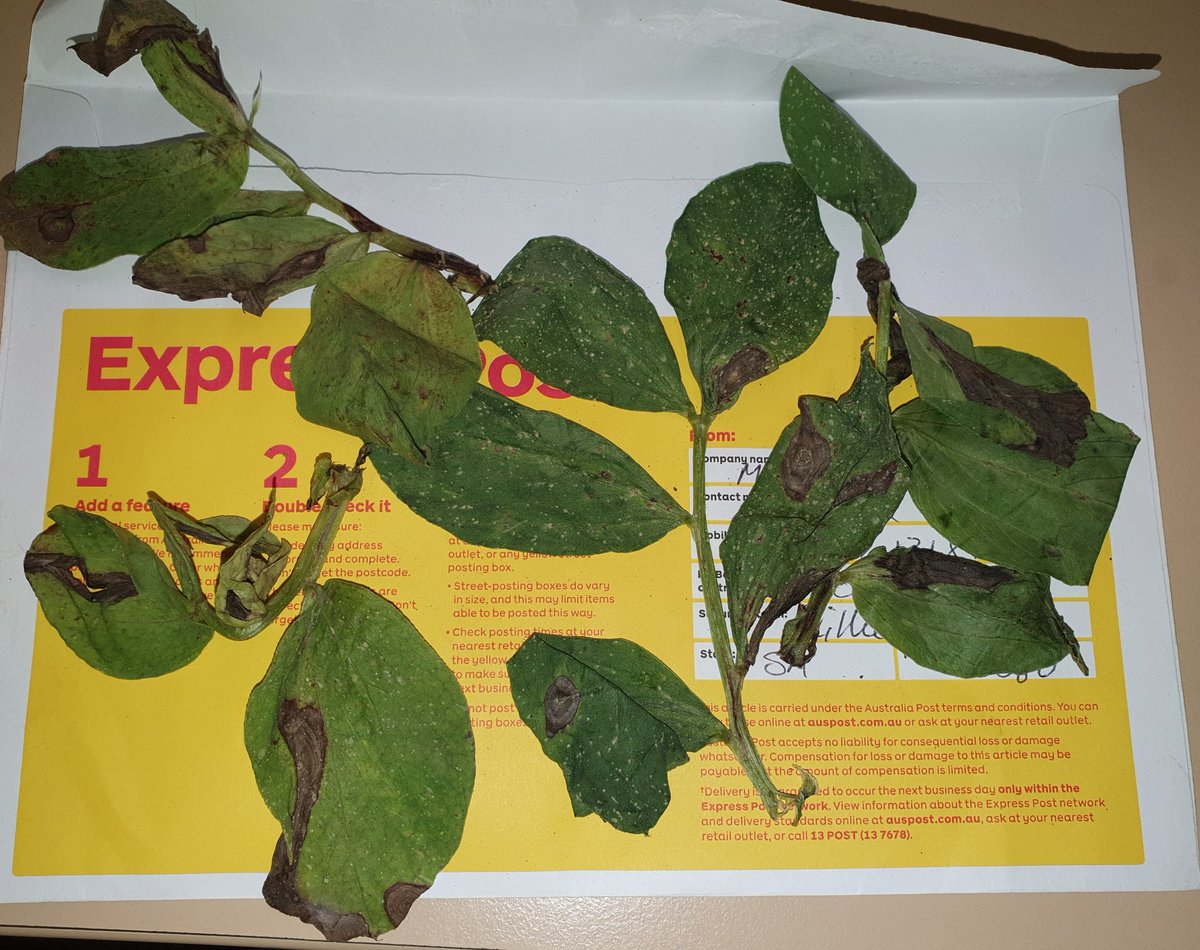 Sara_N_Blake's tweet photo. #AscochytaBlight on Aquadulce broad beans from Millicent. Same pathogen infects #fababeans so despite the dry conditions, continue to monitor your crops &amp; send me sample. DM me for a collection kit. #spottedthisweek @AusCropDiseases @GRDCSouth @SA_PIRSA https://t.co/e6WSV0Gnjw