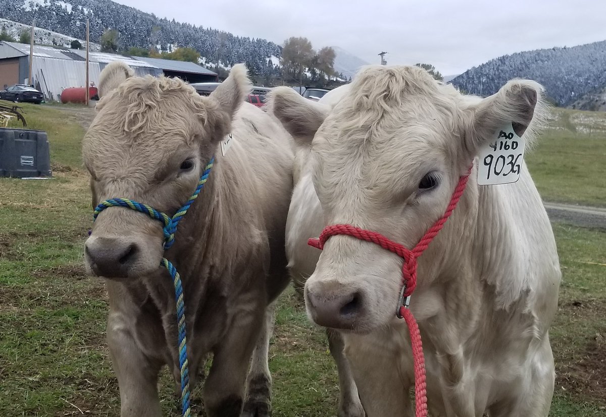CatalystCattle's tweet photo. Walking the boys...
#catalystcattle #Montana #thisranchlife #murraygrey #murraygreyinternational #showcattle #bulls #walk #halterbreaking https://t.co/2IggJmJj8y