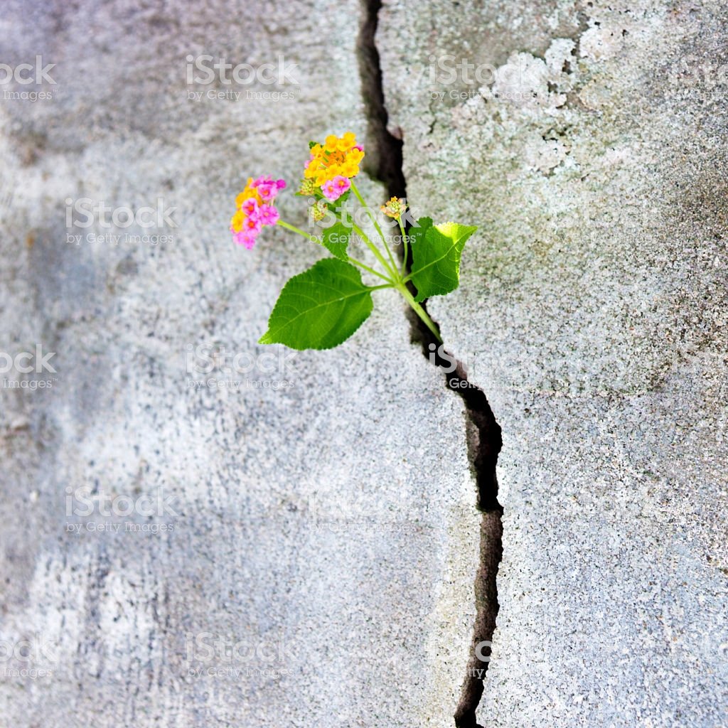 JCU_WHO_CC's tweet photo. Don't forget to have your say about resilience and what it means to you @ https://t.co/lRo0OW3pQ4 https://t.co/0yFgWqnqS1