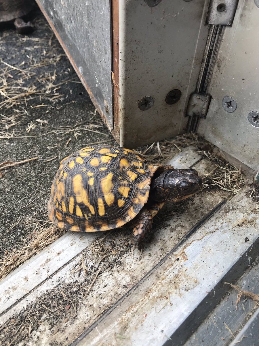 AlbanyAllStars's tweet photo. A little friend came to visit our class today 🐢 https://t.co/TmVQNc6Yup