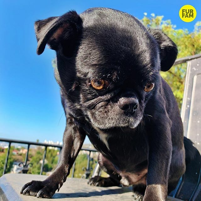 furfam's tweet photo. “This is my dramatic superhero pose.” -Kubrick #hero https://t.co/88RJn6mLZG