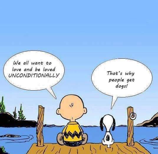 MeadowsBrand's tweet photo. Dogs teach us so much! Loving unconditionally is one of those mind, body, soul connections. It's not easy being human and allow a dog to teach us, but our lives can be so amazing if we do! #MindBodySoulConnection #DogConnection #DogsofTwitter https://t.co/3Rybx7kctm
