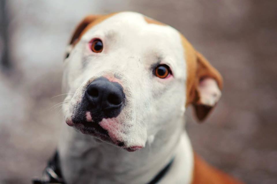 coco_knowstruth's tweet photo. It’s officially #pitbullawareness month #Yeg come help support @PitBullsforLife and meet some of our adoptable #pitties at this #yegevent check out our Facebook for times. #yegtraffic #yegbot #adopt #axeroom #rageroom #familyfun @AxeMonkeysYeg hosting the two day event. https://t.co/vHT6780oC7