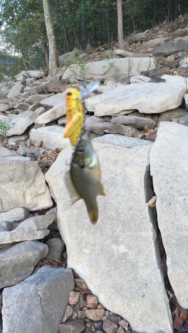 AndyWadeKY's tweet photo. The @RebelLures CrickHopper even catches fish smaller than the lure itself! #CatchFishAnywhere https://t.co/EhEVys6FLX