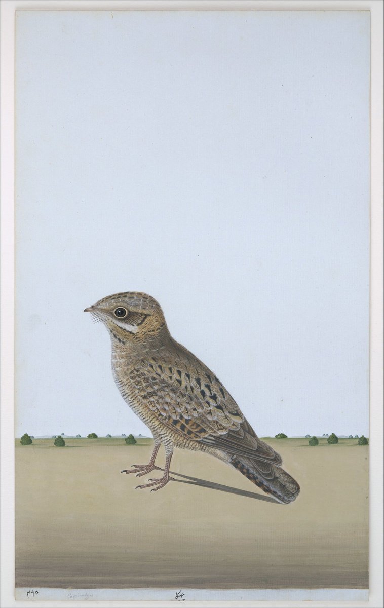 Common Indian Nightjar. Lucknow, 1780. Metropolitan Museum.