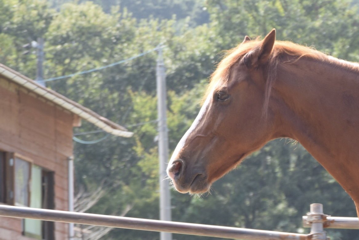 Minori 昨日は夏のように天気が良かったので カメラを持って放牧している馬のところへ 横顔 個性があって面白い 馬のいる生活 鳥取 空山ポニー牧場 ファインダー越しの私の世界 T Co Hm1thqhddr Twitter