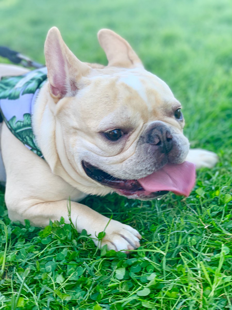 Do you love dogs?! If so this is the paw-fect article for you, go check it out on  <a href="/scotscoop/">Scot Scoop News</a> !! scotscoop.com/bark-in-the-pa…