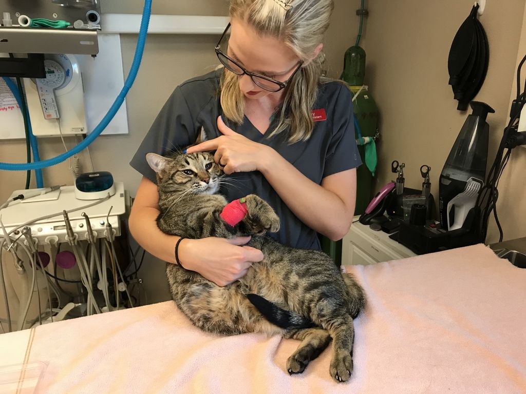 alpinevetbend's tweet photo. Cuddle time with Calvin 💕 https://t.co/xDwd7iXbTd