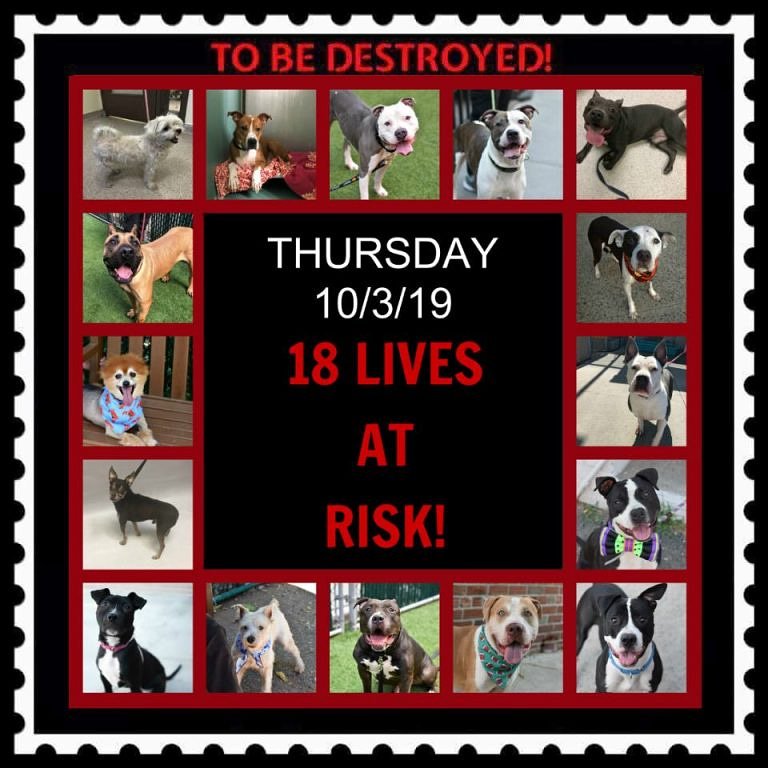 ctmidnightcat's tweet photo. Go here to see all info &amp; make any reservation(s): https://t.co/fJ3fu4T6L9

💔18 CANINE LIVES AT RISK! They only have until 12 PM Thursday!!💔
🚨TO BE DESTROYED 10/03/19
#urgentpodr #NYC #nycdogs #BeAHero #savealife #adoptdontshop #ADOPT #FOSTER #RESCUE #AdoptADog #doglivesmatter https://t.co/myRPq3figJ