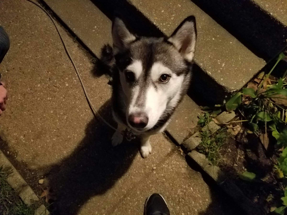 HellSWATprime's tweet photo. @ZoeCatfu I miss my pup 😌 https://t.co/8ge2odQfGa