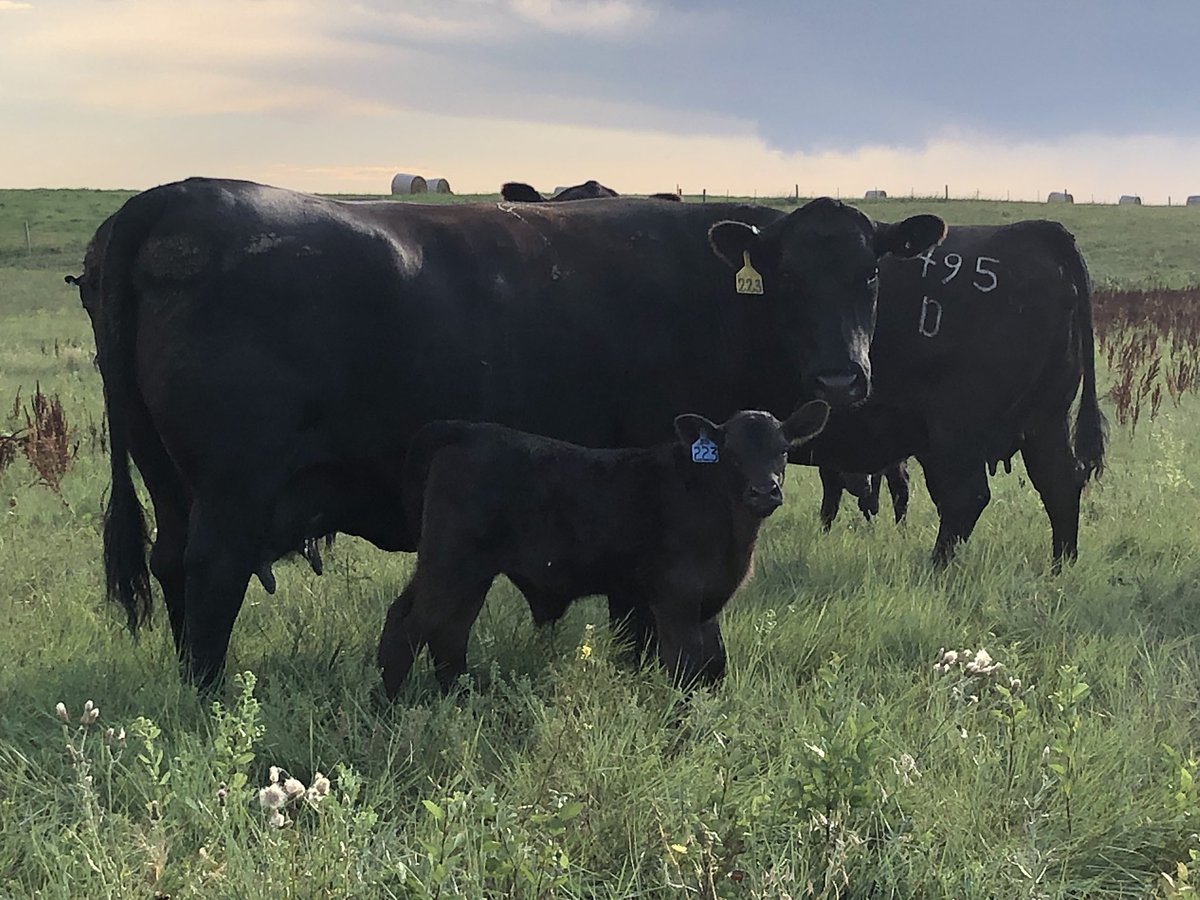fvhhjkbc's tweet photo. @realDonaldTrump Ranchers work endless hours, they fight weather, disease, drought, high cost of production and markets. We desperately need your help to preserve our way of life so we can pass it on to the next generation. #FairCattleMarkets https://t.co/GuWbJj3EON