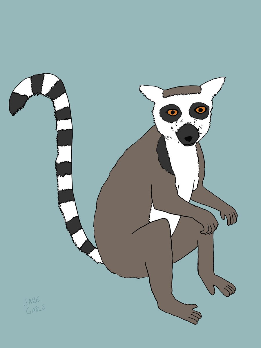 Ring-tailed lemurs live on the island of Madagascar and while they are deft climbers, they spend a lot of time on the ground. They mainly eat fruit and live in small groups called troops. The IUCN currently list them as vulnerable. #conservation #inktober2019 #ring