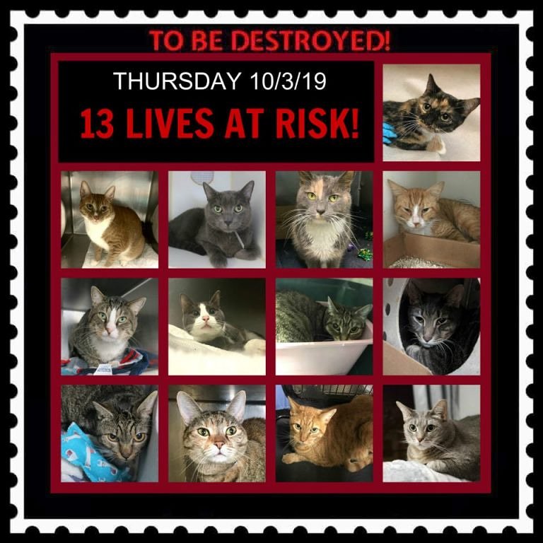 ctmidnightcat's tweet photo. Go here to see all info &amp; make any reservation(s): https://t.co/fJ3fu4T6L9

💔13 FELINE LIVES AT RISK! They only have until 12 PM Thursday!
🚨TO BE DESTROYED 10/03/19
#CatsOfTwitter #deathrowcats #NYC #BeAHero #AdoptDontShop #adoptapet #ADOPT #RESCUE #catlivesmatter #urgentpodr https://t.co/QuOL9cyHvA