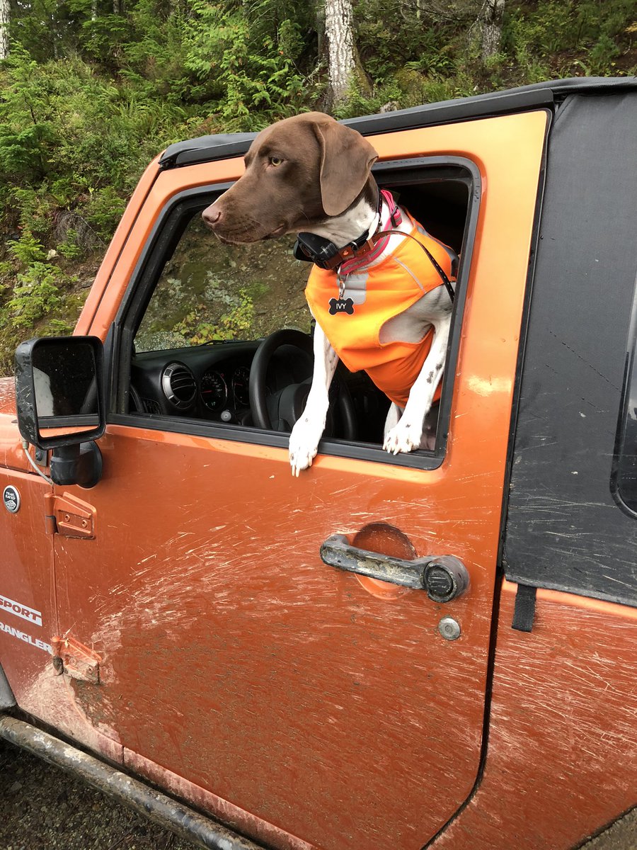 CA_Adventure's tweet photo. Adventures with the pup! #jeepdog @JeepCanada https://t.co/eK9t8gpeap
