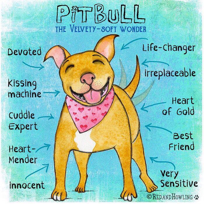 Merit Pit Bull tweet media