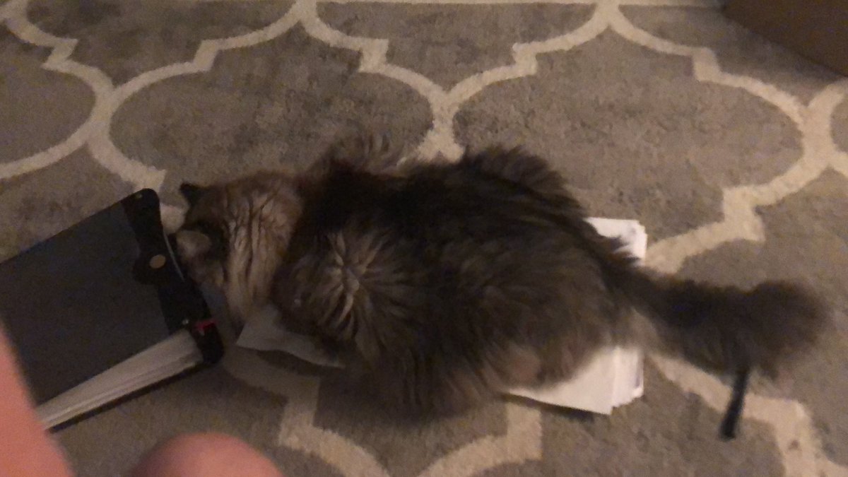 MrJuliensClass's tweet photo. Hank is helping me check my last couple skill assessments! #jefferson #teacherlife #sorryaboutthewrinkles https://t.co/1N4sYFVJ9F