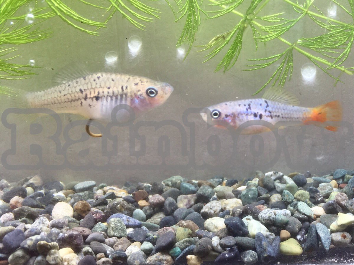 TFRainbow's tweet photo. 餌やりの手を少しとめて写真を撮ってみました。
Xiphophorus.variatus "La Lagna"
#原種卵胎生 #Xiphophorus #variatus https://t.co/8l2qf1IBLK