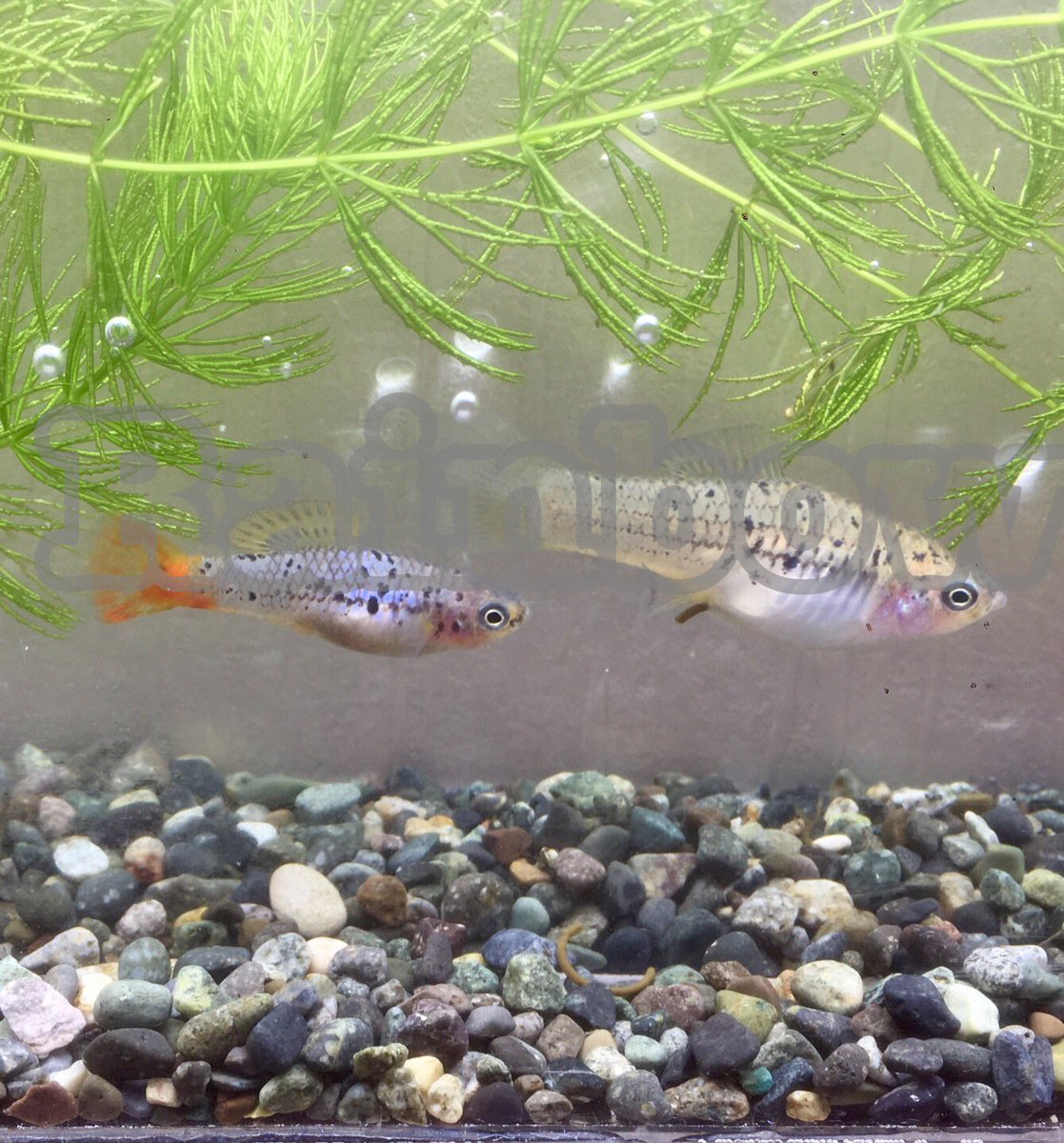 TFRainbow's tweet photo. 餌やりの手を少しとめて写真を撮ってみました。
Xiphophorus.variatus "La Lagna"
#原種卵胎生 #Xiphophorus #variatus https://t.co/8l2qf1IBLK