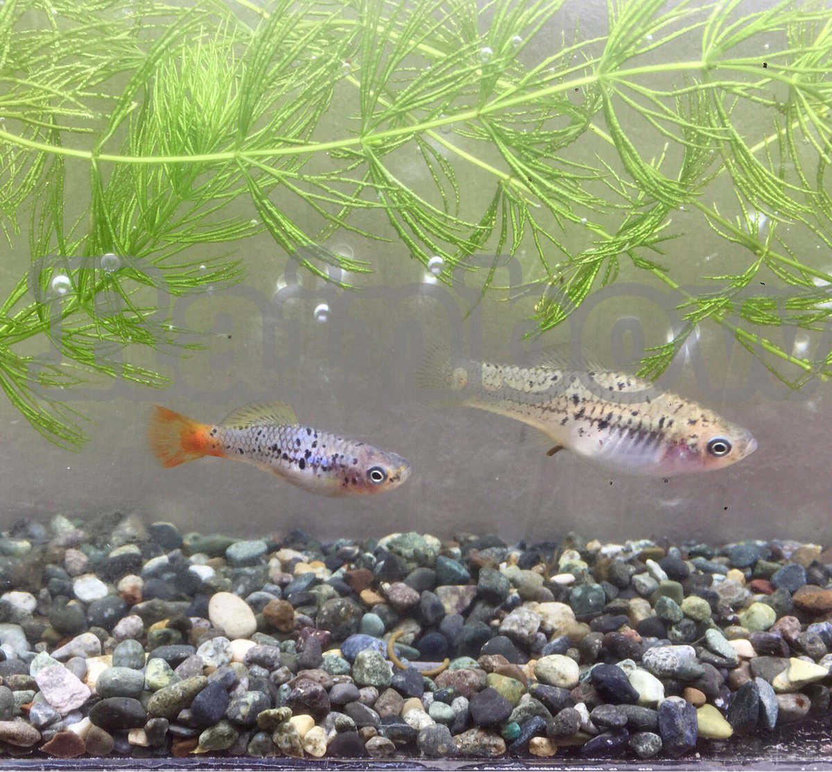 TFRainbow's tweet photo. 餌やりの手を少しとめて写真を撮ってみました。
Xiphophorus.variatus "La Lagna"
#原種卵胎生 #Xiphophorus #variatus https://t.co/8l2qf1IBLK