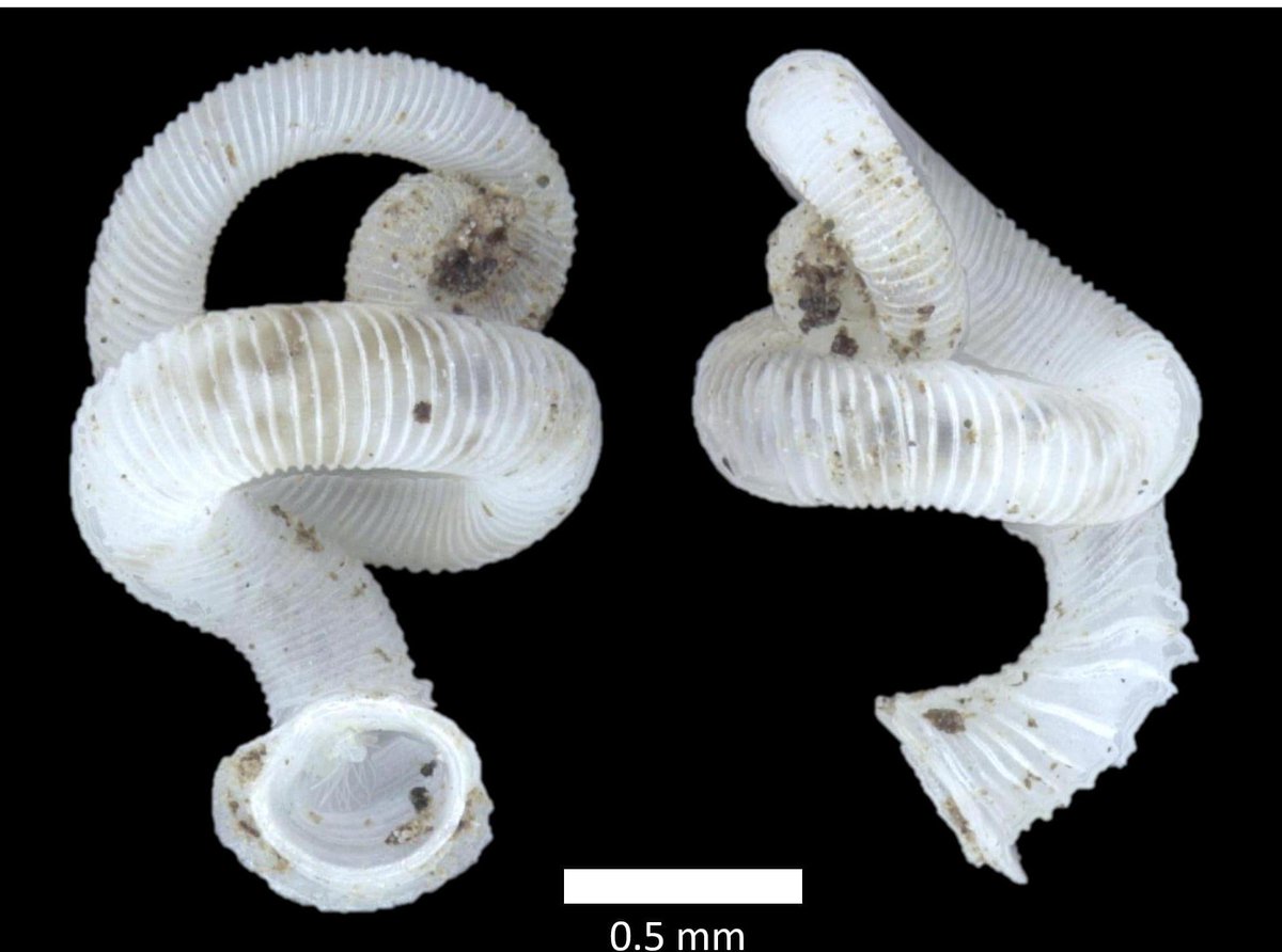 Here's a Malaysian land snail that made it to the world's top-10 species discovery of 2009. It's quite a superstar among snail researchers and even has the looks to match one! https://www.macaranga.org/minute-land-snail-opisthostoma-vermiculum/