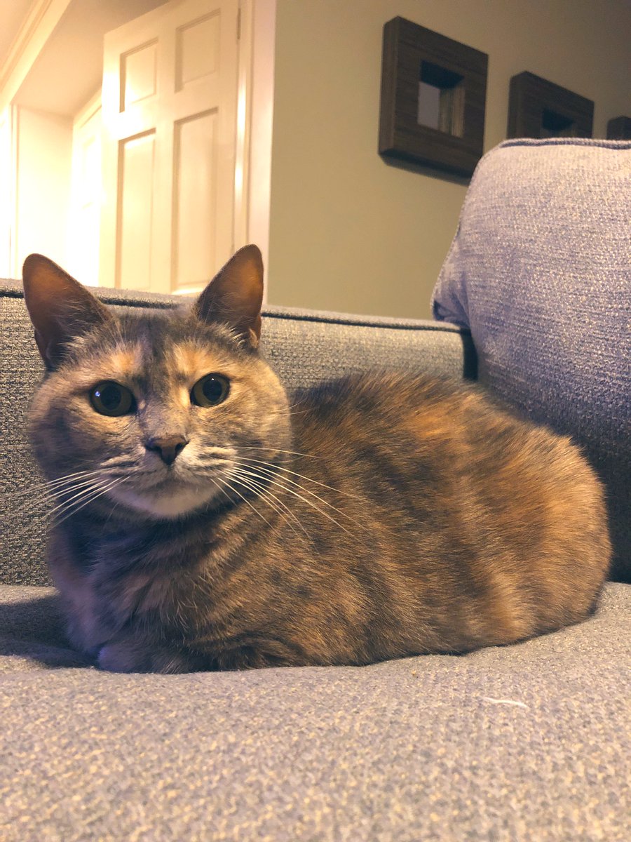 TortillaCosine's tweet photo. Tonight my post is on this comfy couch.  #ZSHQ #CatsOfTwitter https://t.co/I98hpOfJyK