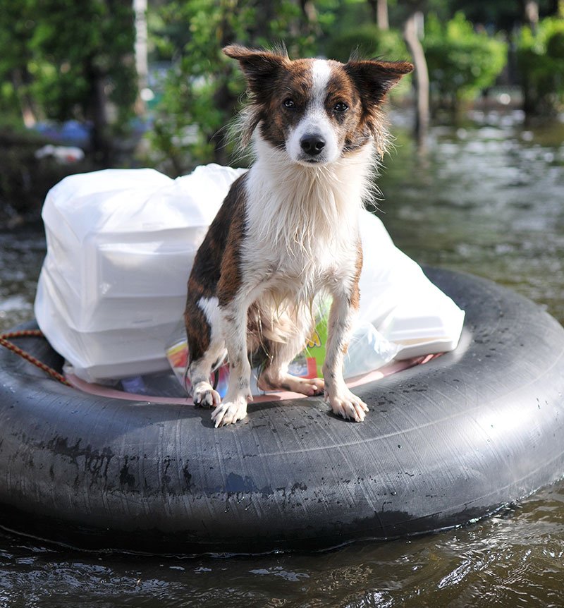 LoveToyDogs's tweet image. Pet Disaster Plan: Preparing for the Worst dlvr.it/RFJpV6 #DogBlogs #Disaster