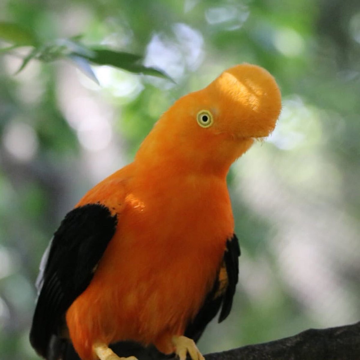 Magnificent Colombia tweet media