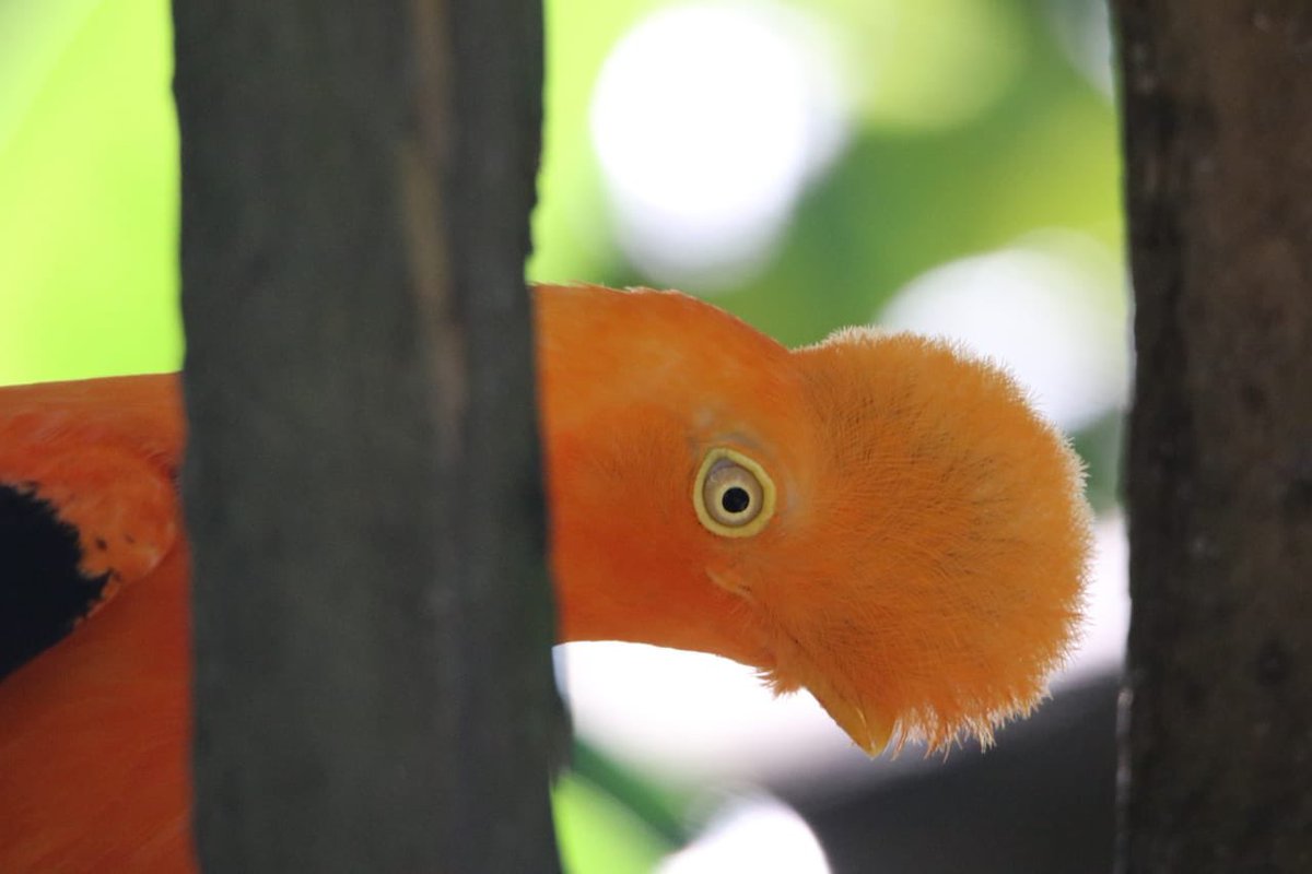 Magnificent Colombia tweet media