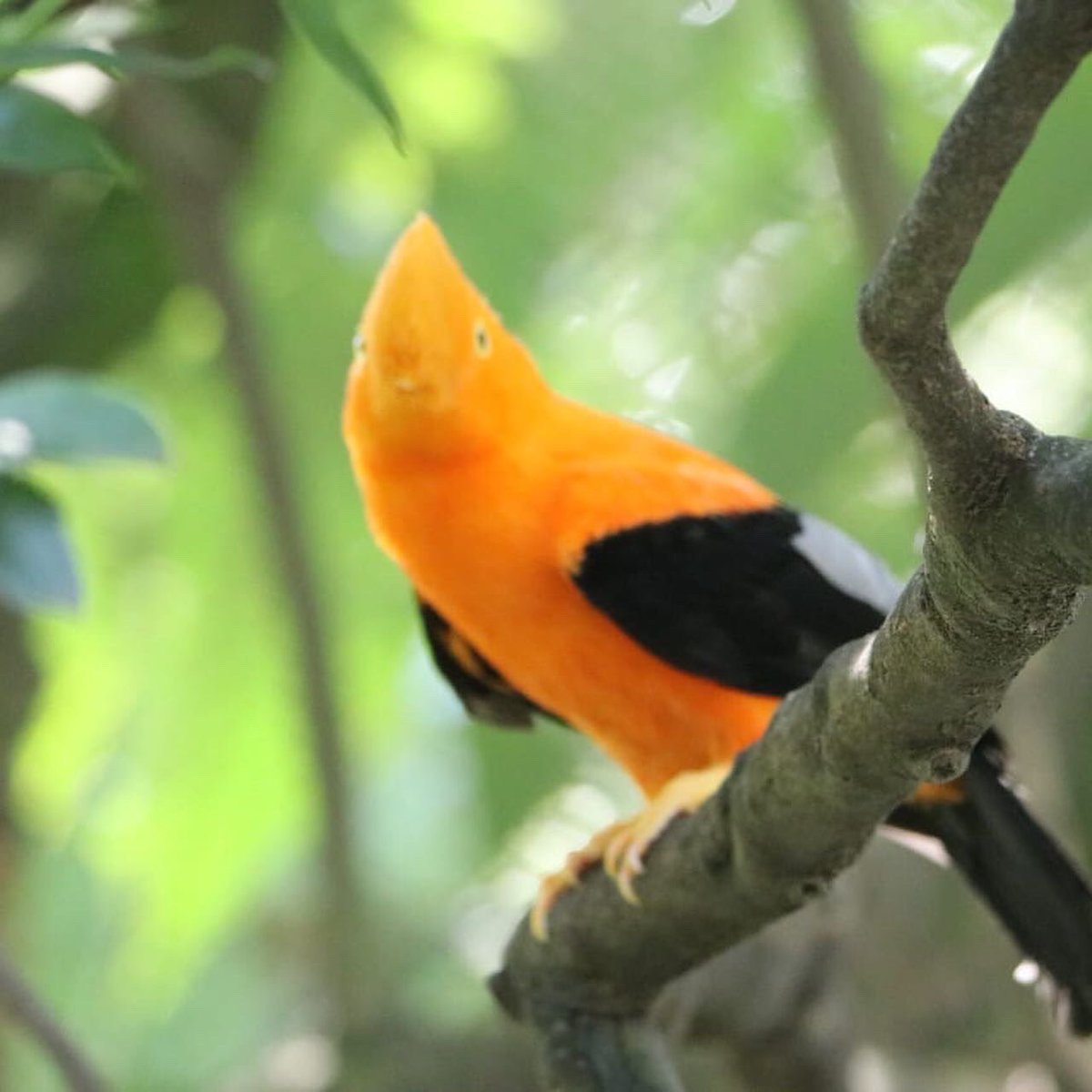 Magnificent Colombia tweet media