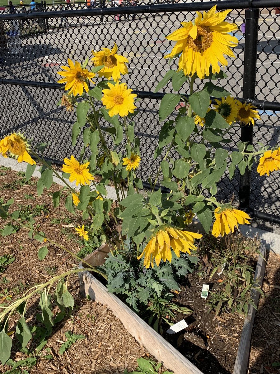 MsCheung216's tweet photo. Happy sunflowers survived the summer and lots of organic kale in our Green Team’s planter. #EcoSchools #sunflowers #schoolgarden https://t.co/Q7xyuluKol