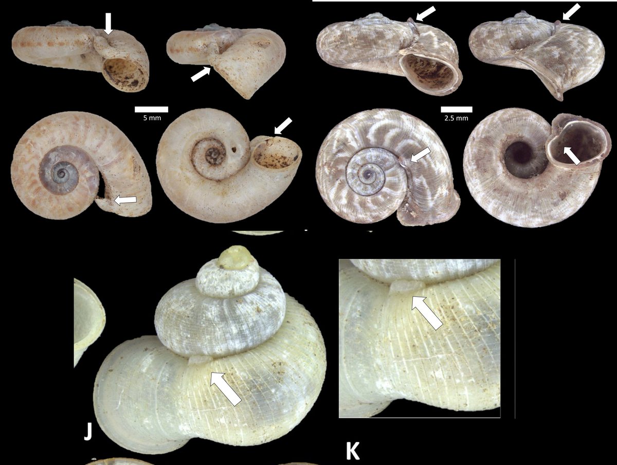 Another interesting group of Malaysian land snails are these snails, which have an operculum (trapdoor-like structure) that allows them to seal themselves in their shells and then breathe through tubes in their shell to possibly prevent moisture loss.  https://doi.org/10.1098/rsbl.2016.0151