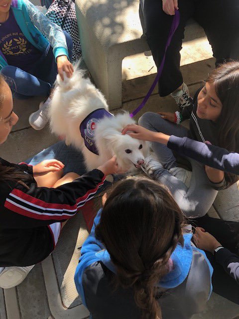 PleasantonMidd1's tweet photo. Our Pride (flex) time this week included some furry โtherapyโ friends for students to work out their stress. #PantherPride #ByNameByNeed #AtutorialForEveryone @PleasantonUSD https://t.co/ztAYKolsNP