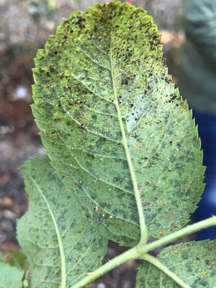 AlexWongScience's tweet photo. Week one of plant pathology TA (year 2). Field trip to rose garden and BPP farm. Diseases include rose rust, crown gall, eastern filbert blight, and white mold of bean! #BOT350 https://t.co/yYS13MUvFq