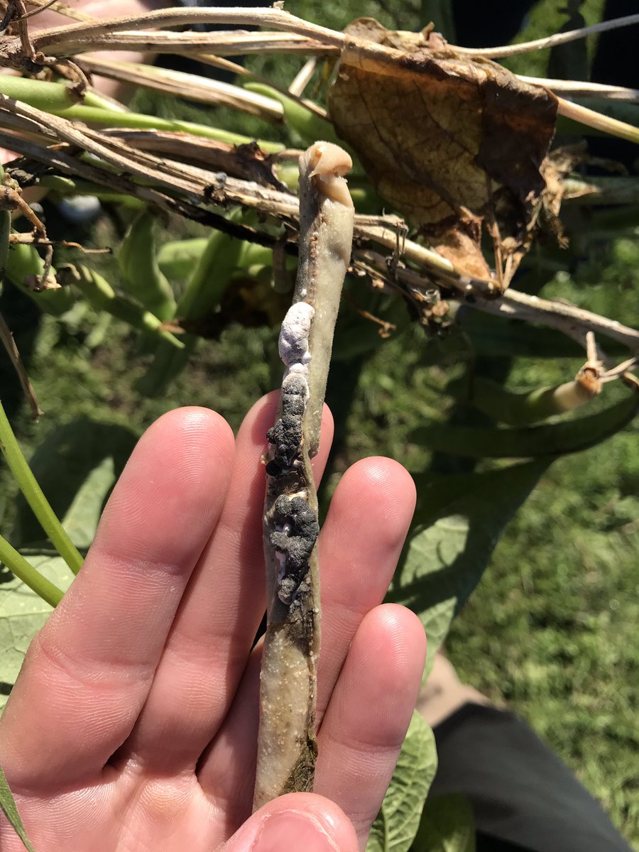 AlexWongScience's tweet photo. Week one of plant pathology TA (year 2). Field trip to rose garden and BPP farm. Diseases include rose rust, crown gall, eastern filbert blight, and white mold of bean! #BOT350 https://t.co/yYS13MUvFq