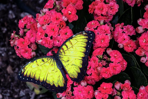 mockingbirduav's tweet photo. New artwork for sale! - "Yellow butterfly" - https://t.co/Cearuviys6 @fineartamerica https://t.co/QZabSReK7n