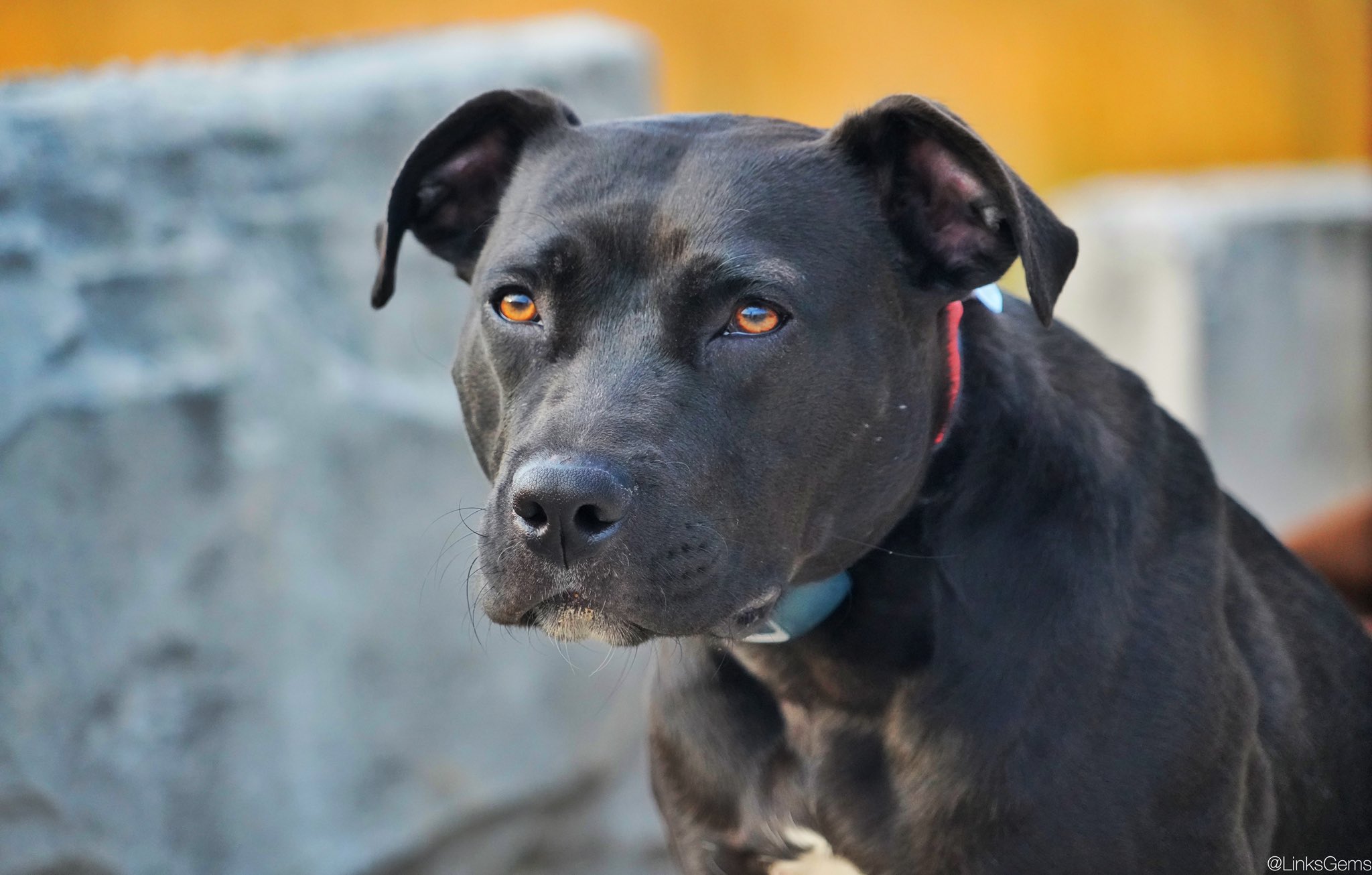 Are Black Dogs Less Likely To Be Adopted