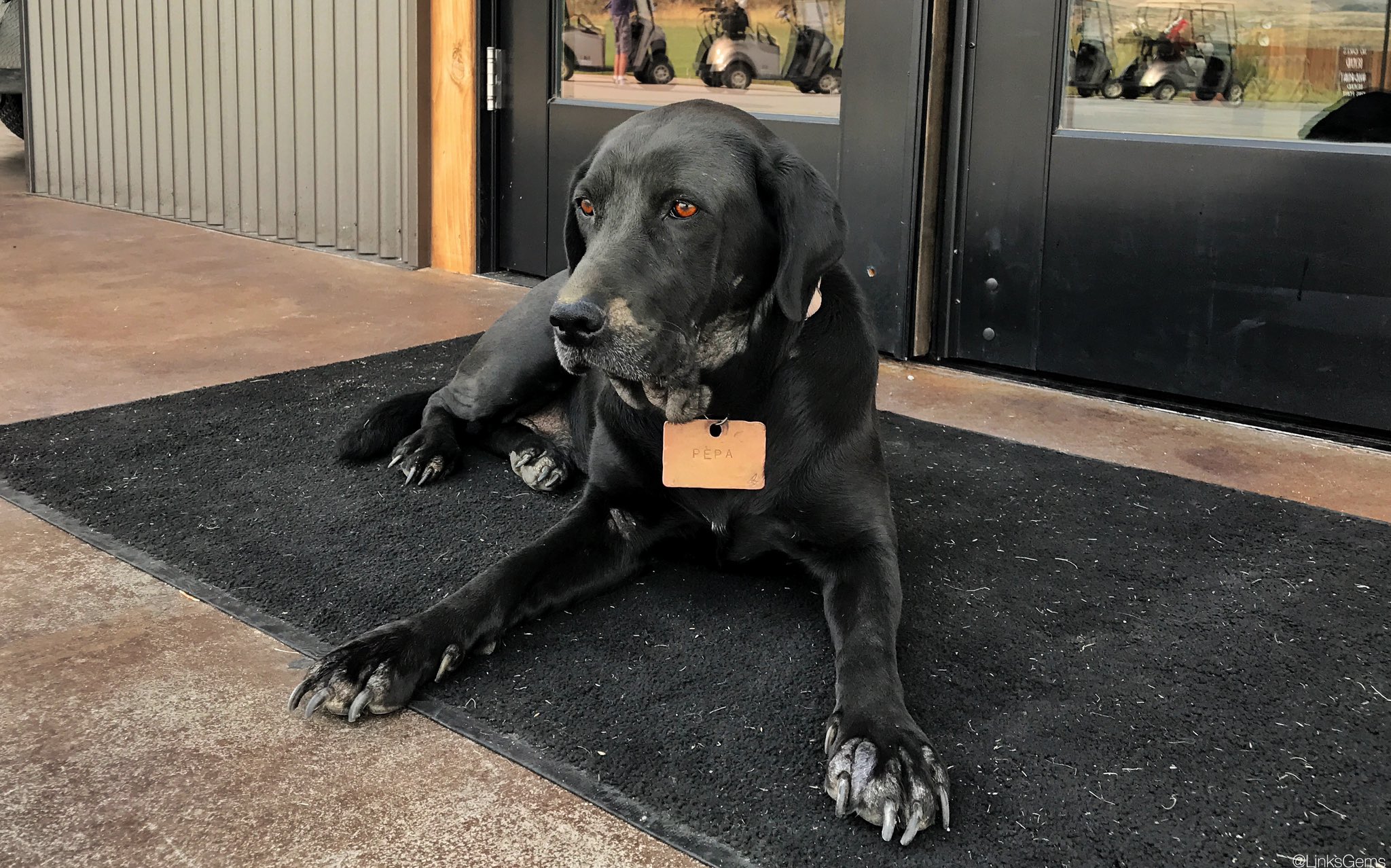 Are Black Dogs Less Likely To Be Adopted