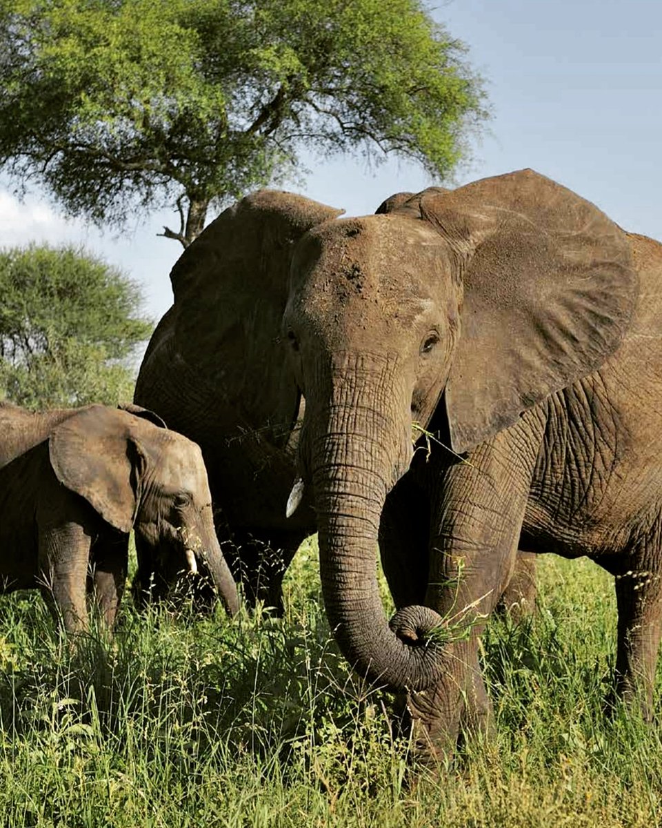 inspiredtobcome's tweet photo. ππ #world #elephant #day #world_wildanimals #stopivory #saynotoivory #handsofftheelephants #stoppoaching #ivory belongs to #animals #animallover #naturephotography #africanelephant #endangeredspecies #makelastingmemories with #tembeaafrique https://t.co/izq9RDuez5